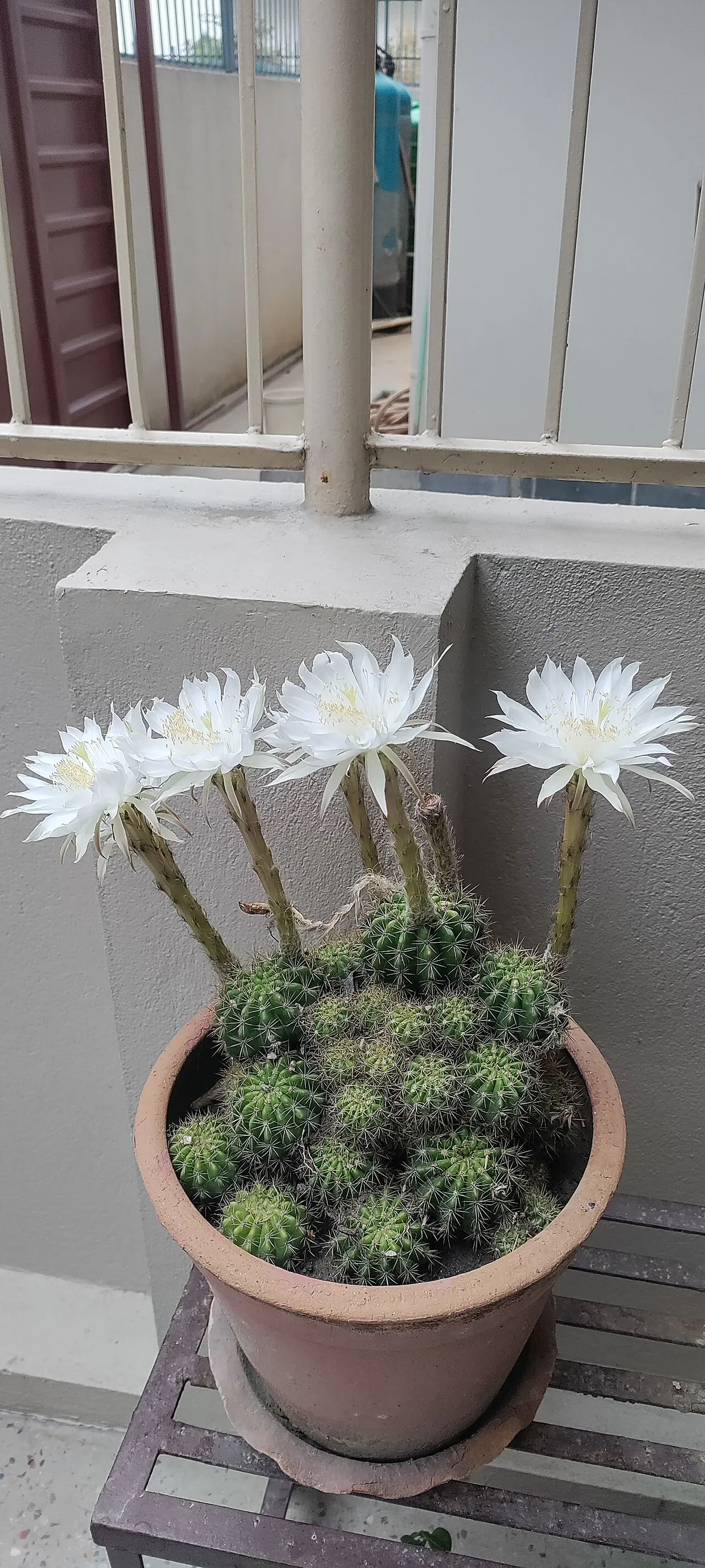 Several long-tubed white flowers above a potted cluster.