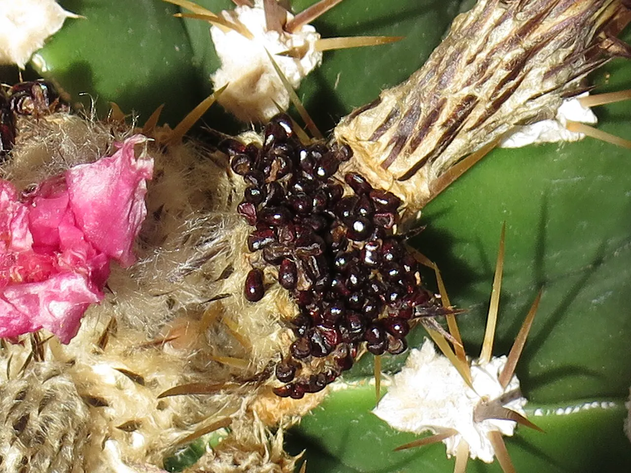 Opened fruit exposing shiny dark seeds.