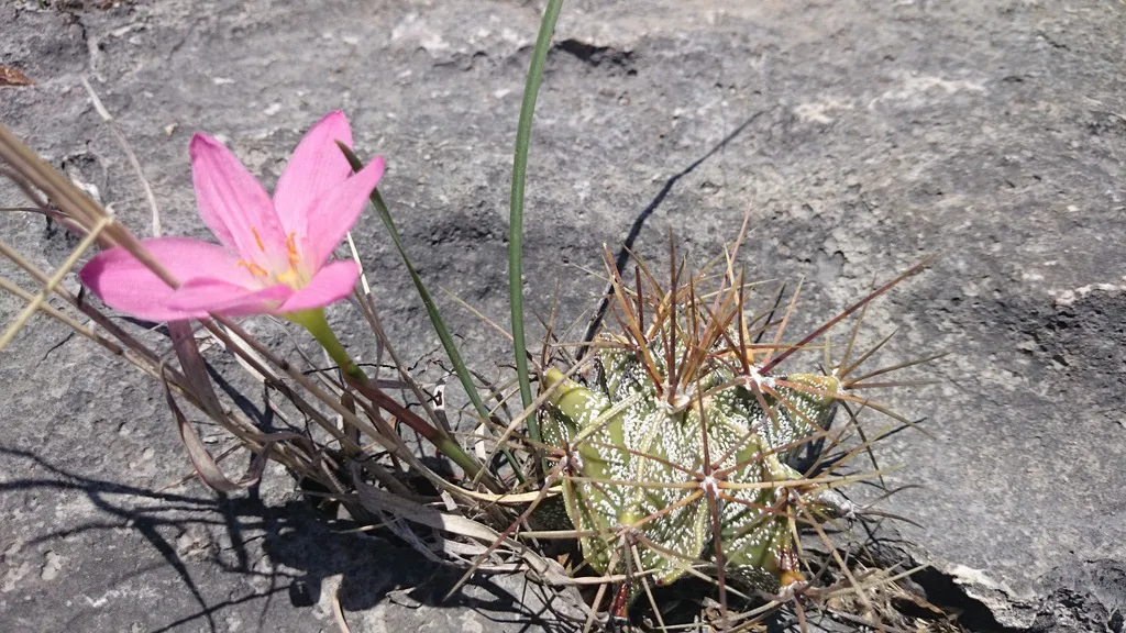 Pink flower above a spiny rounded body.