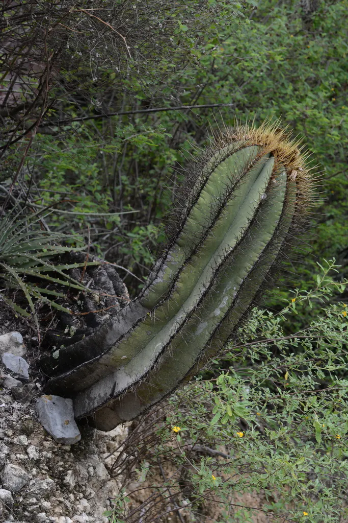 Leaning ribbed column against scrub vegetation.