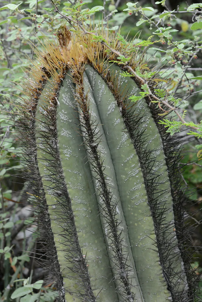 Tall ribs with pale flecks and crown spines.