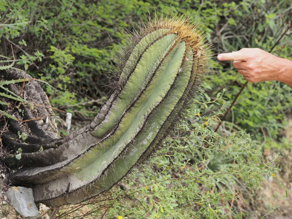 Leaning cactus beside surrounding ground vegetation.