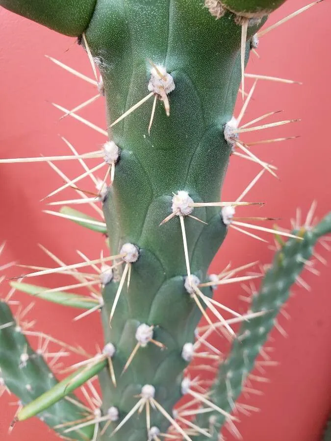 Pale areoles and long spines on the stem.