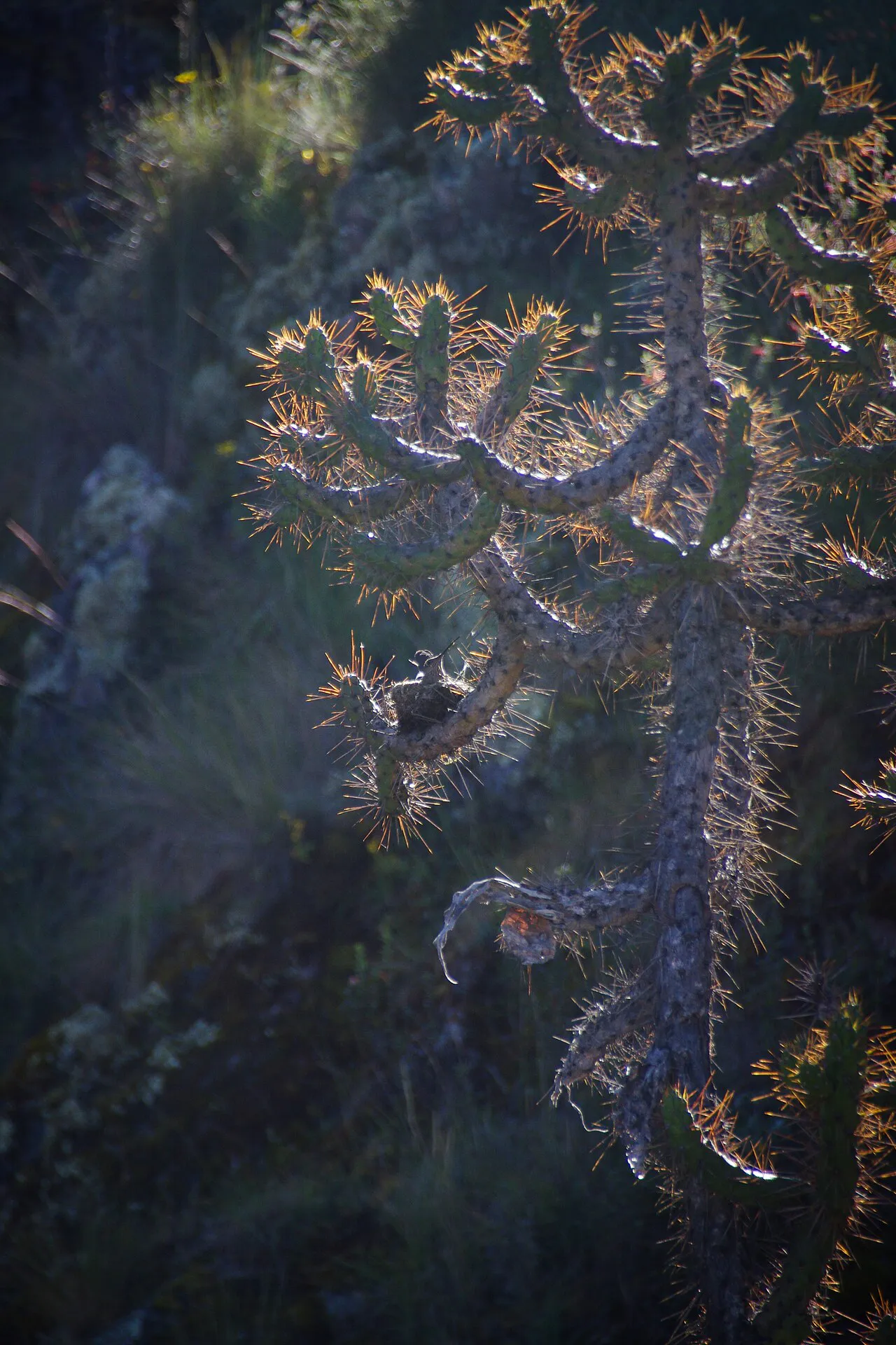 Branching spiny stems with a small nest in a fork.