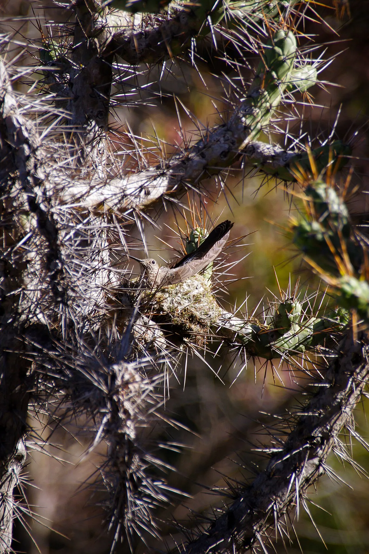 Hummingbird resting in a nest among spiny branches.