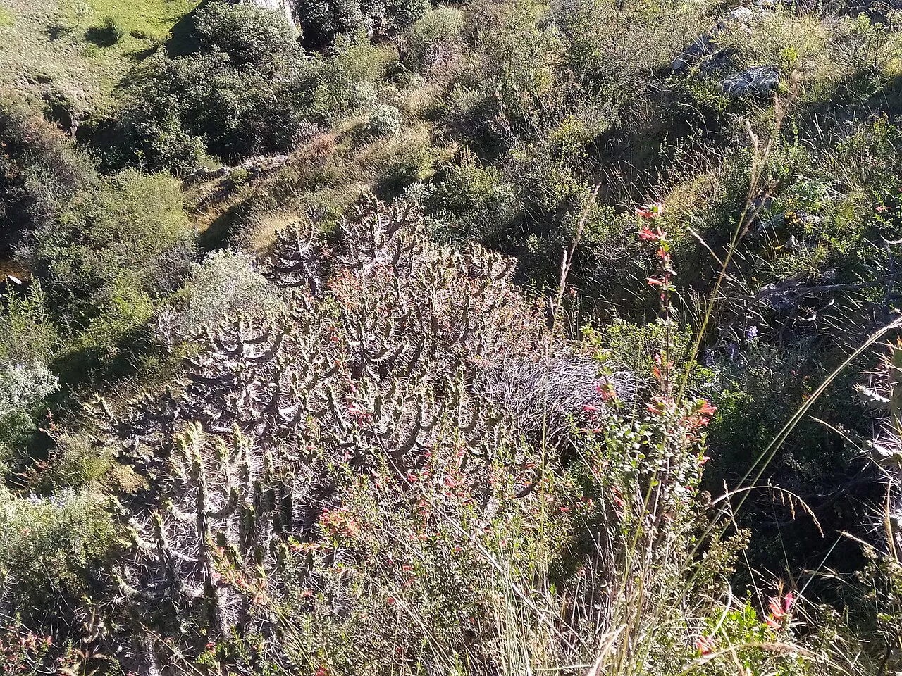 Dense branching cactus among outdoor shrubs.