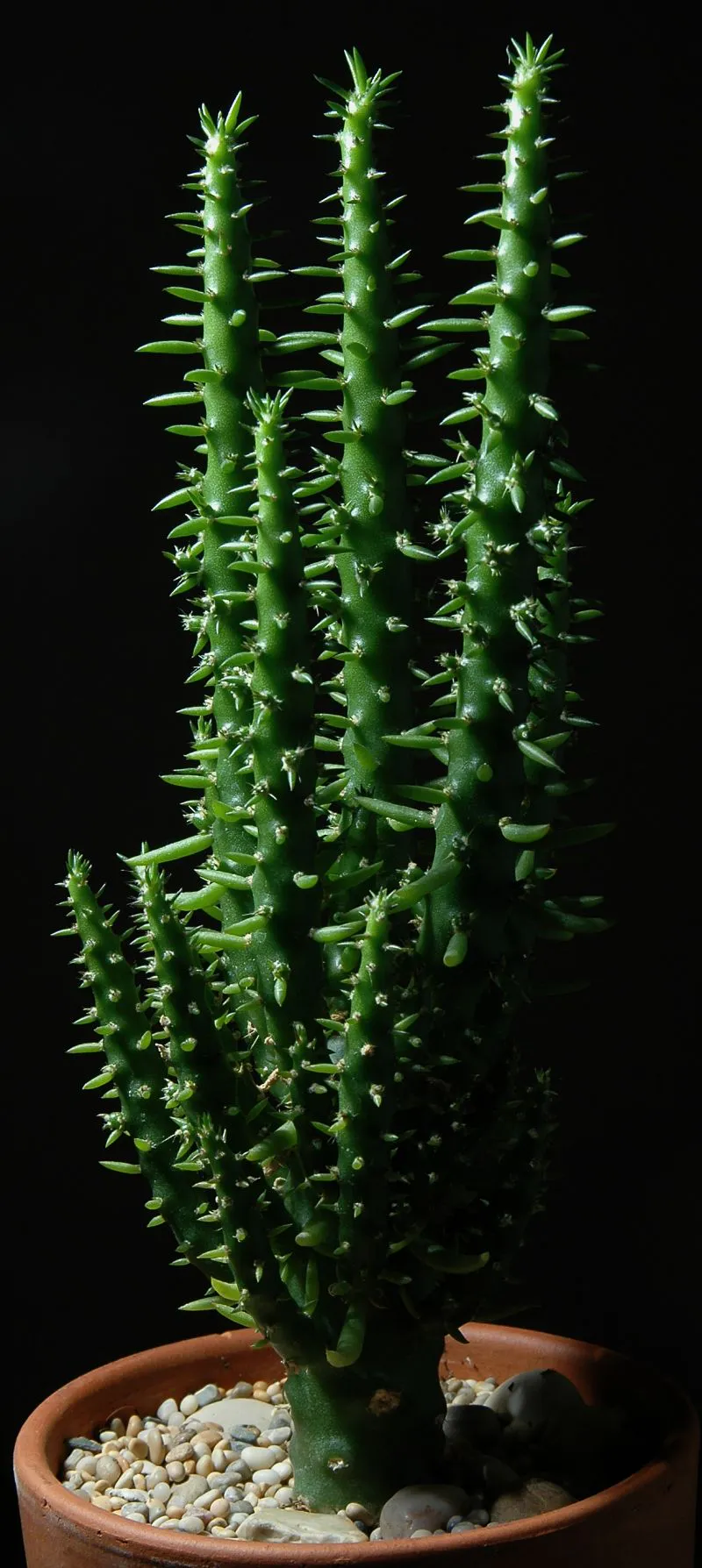 Several upright leafy stems in a pot.
