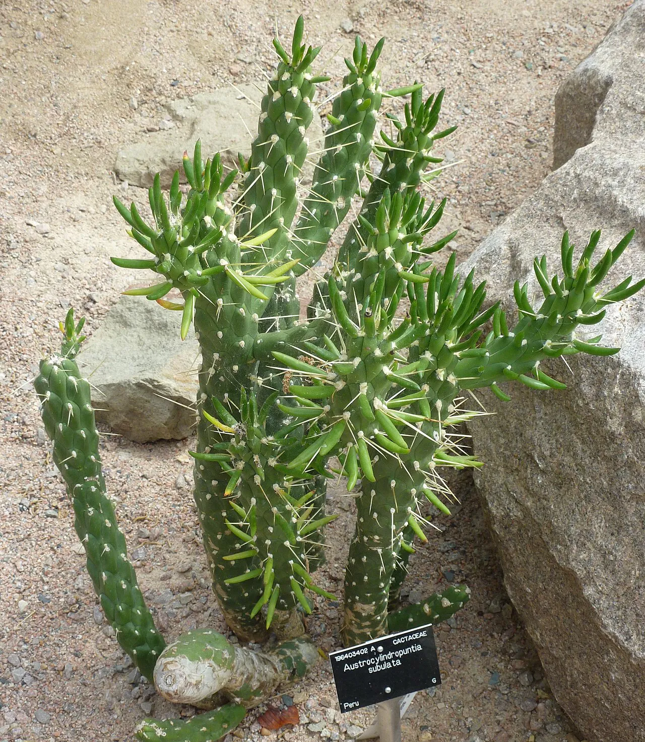Branching green stems in a planted display.