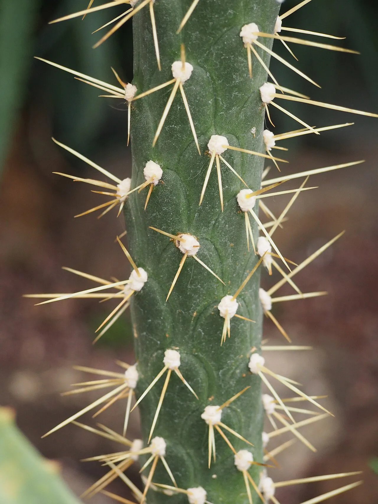 Star-shaped spine clusters along the stem.