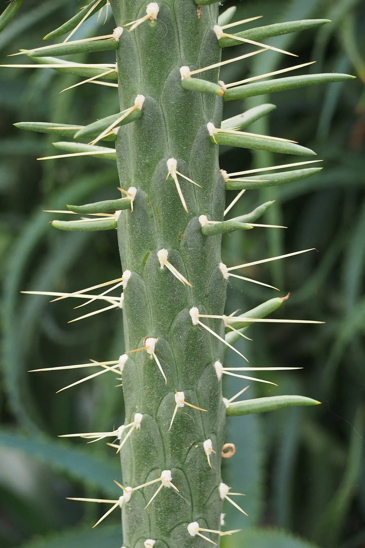Narrow leaves and spines share the green stem.