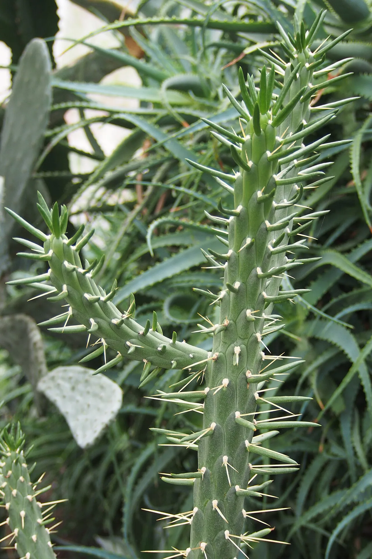 Leaf-covered upright shoots.