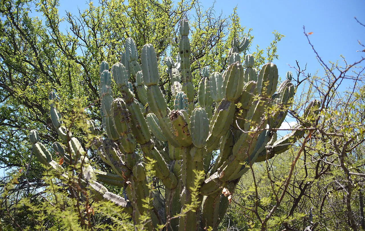 Upright cactus branches among outdoor vegetation.