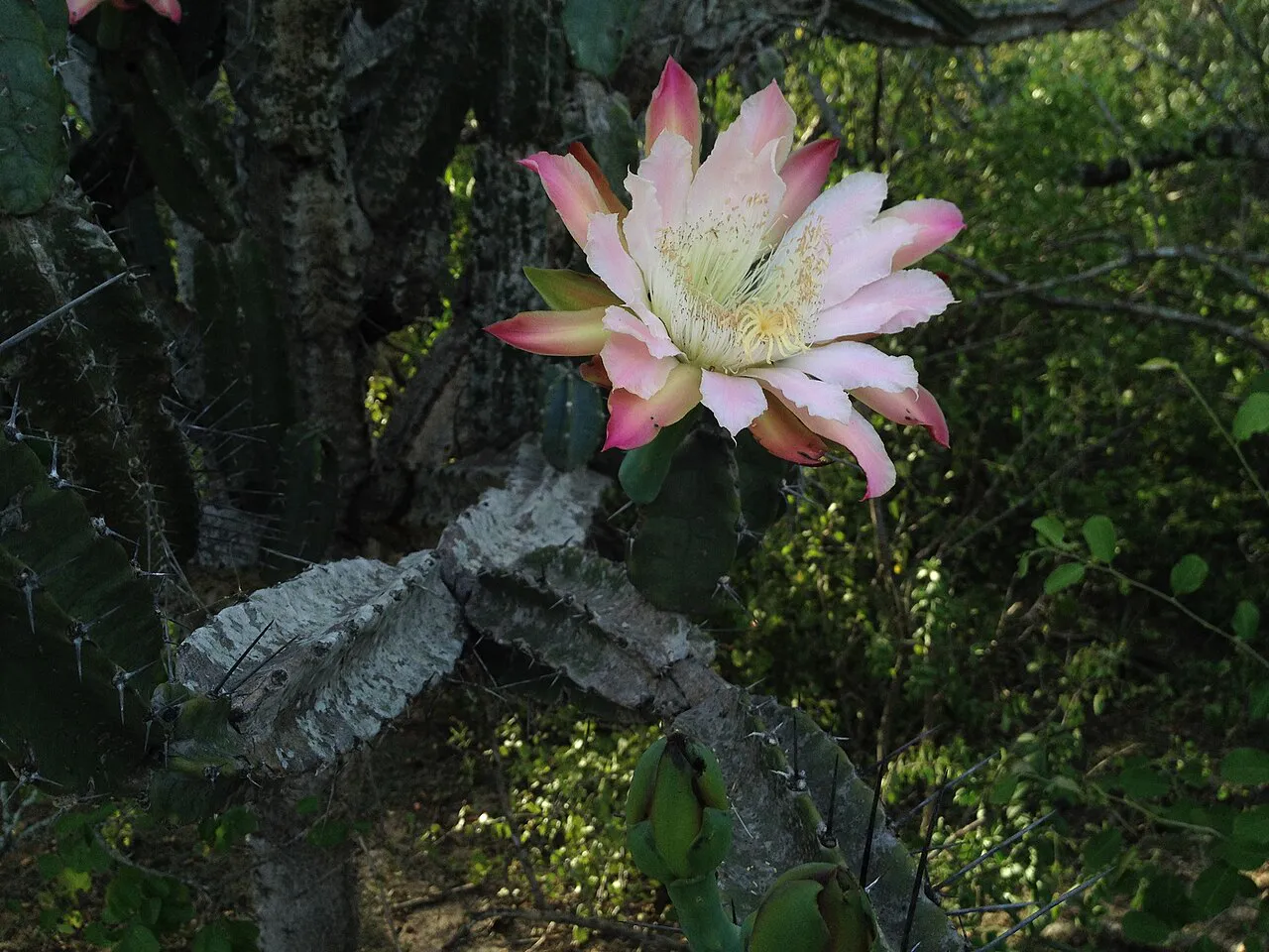 Large pale flower with pink outer petals.