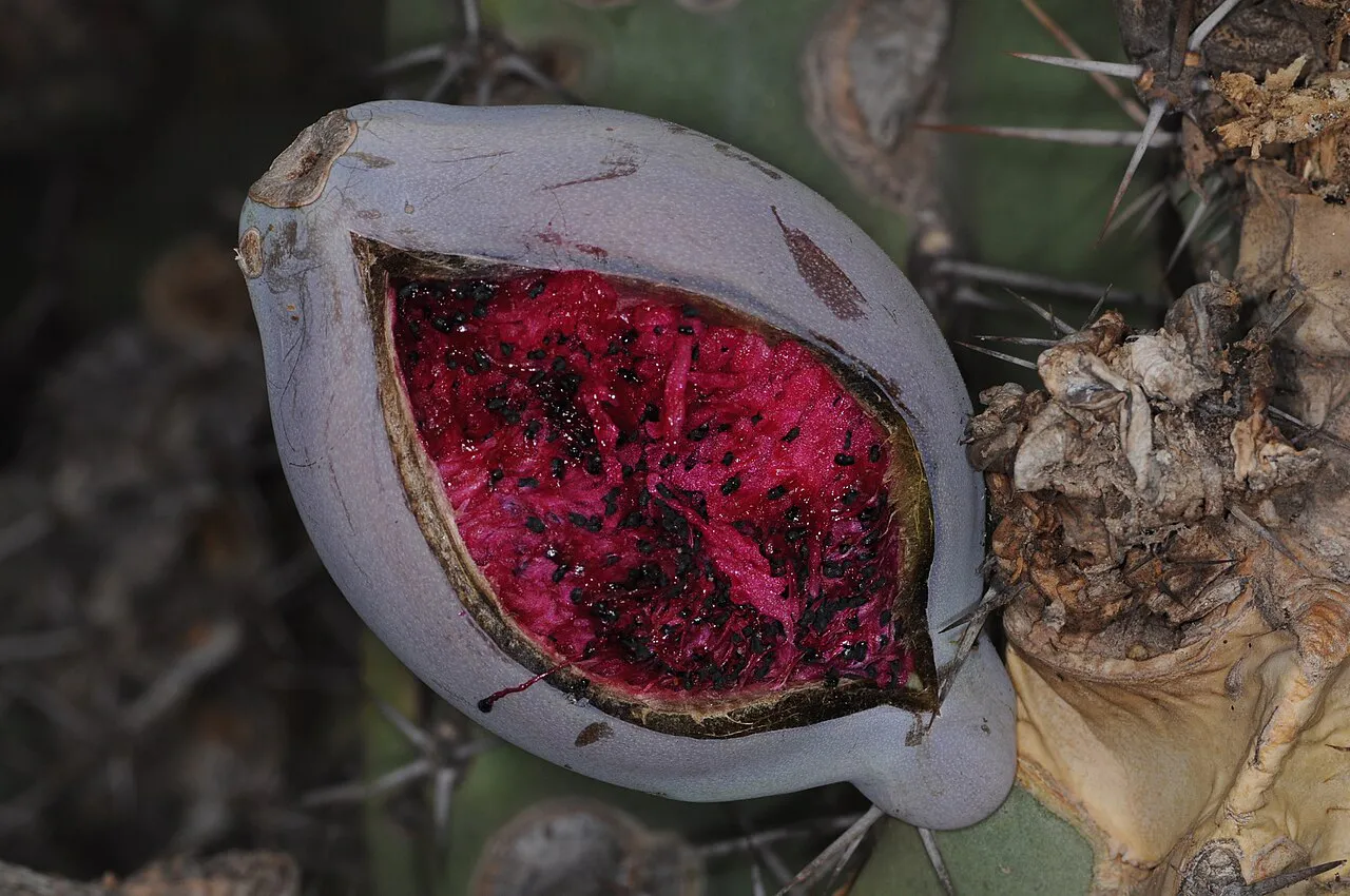 Opened fruit with dark red seed-filled flesh.