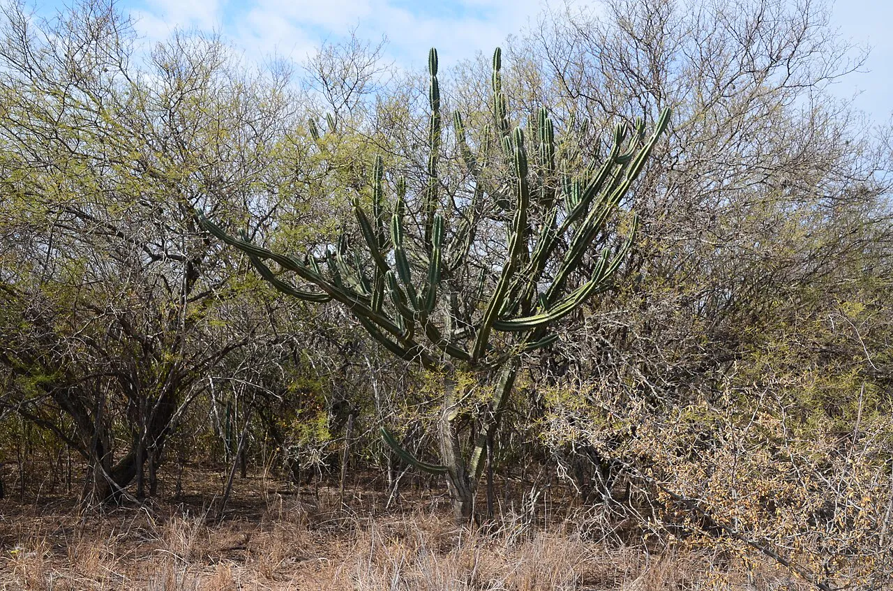 Broadly branching cactus in a dry landscape.