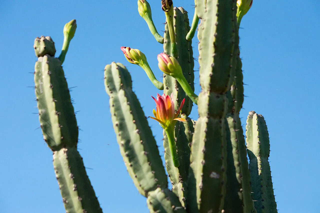Flowers and buds on upright stem tips.