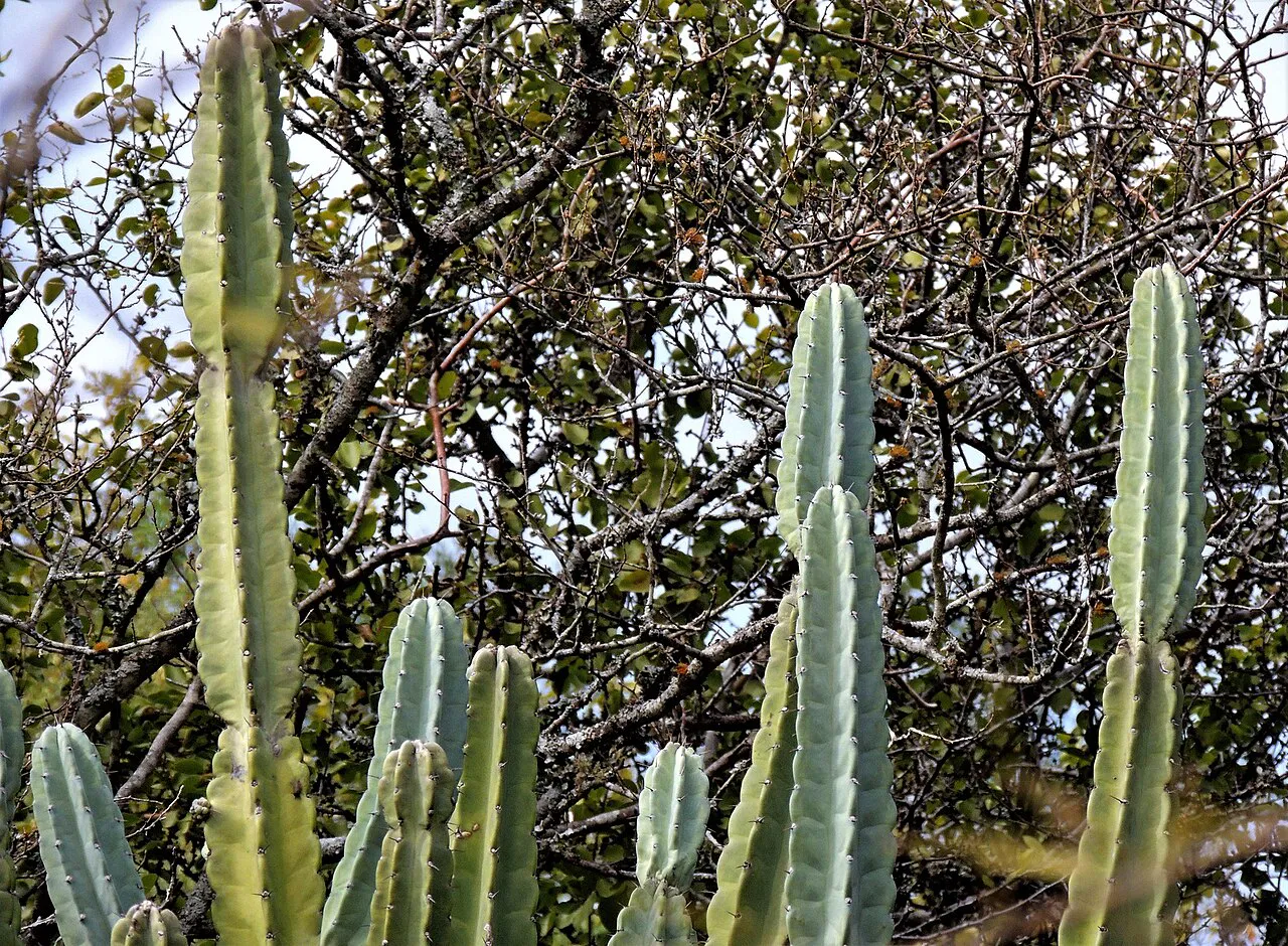 Ribbed columns surrounded by woody branches.