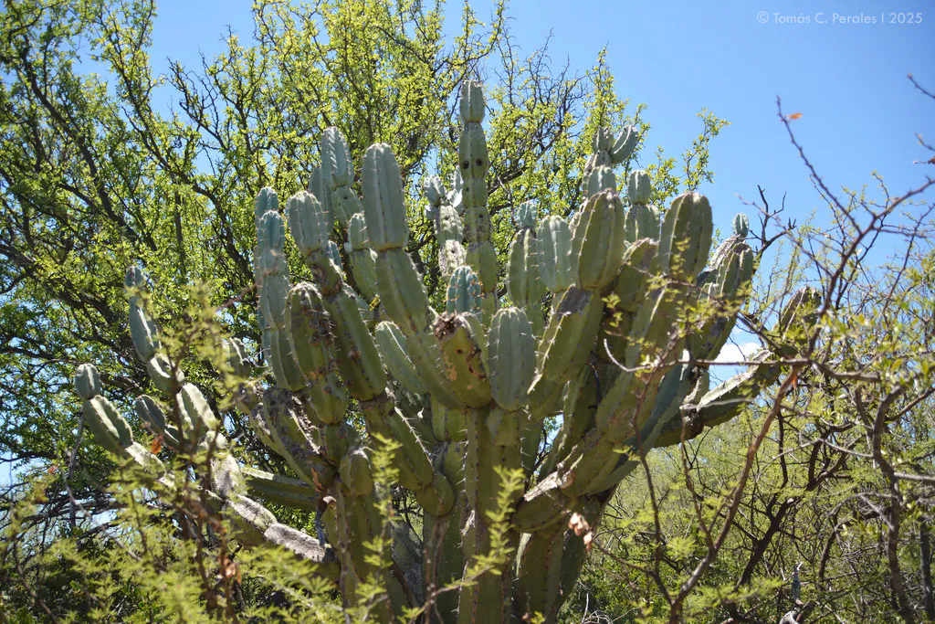 Tall branching cactus among shrubs.