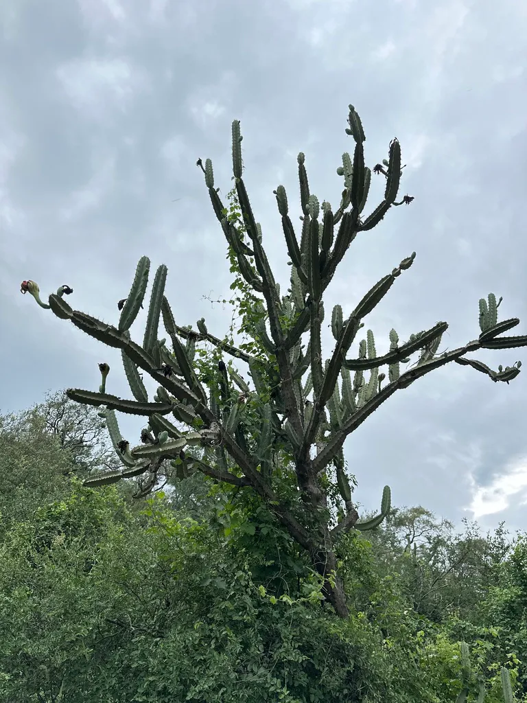 Tree-like cactus branches beneath a cloudy sky.