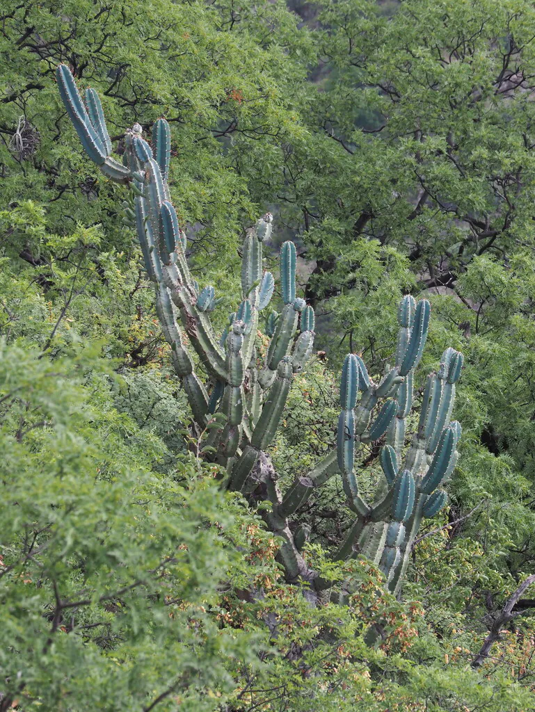Blue-green columns on a wooded slope.
