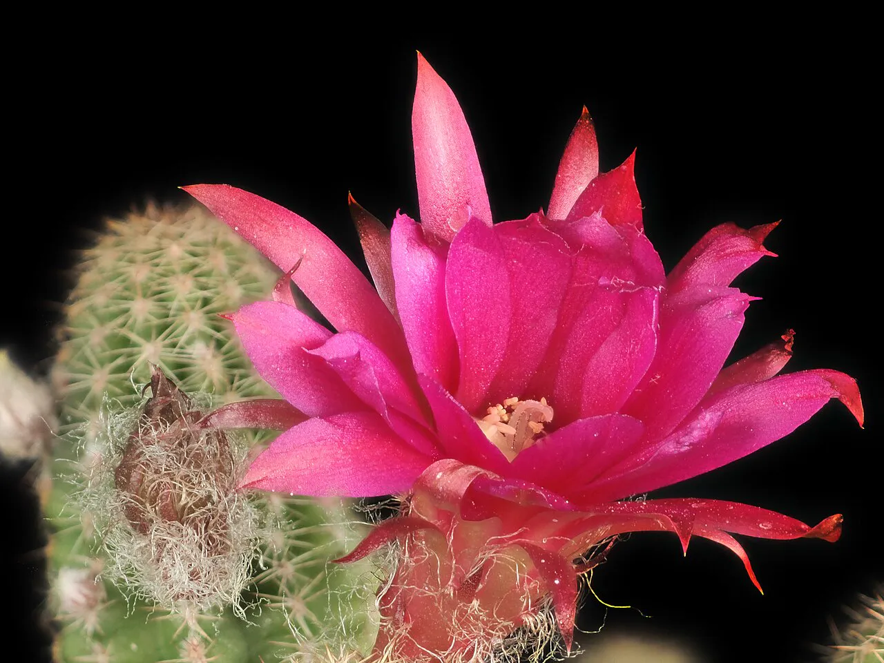 Vivid pink flower beside slender stems.