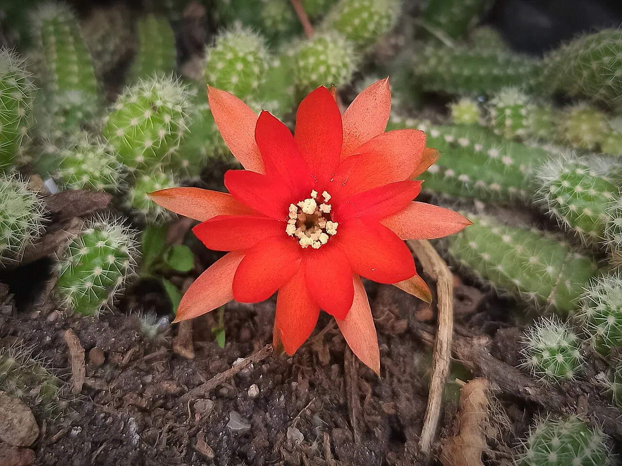 Red flower above short ribbed stems.
