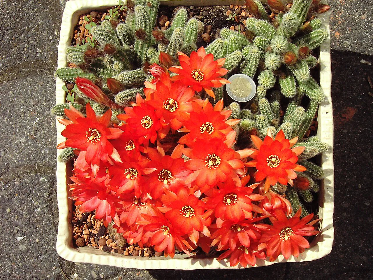 Several red flowers over a clustered plant.