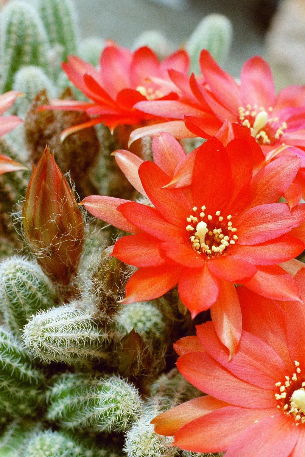 Close view of orange-red flowers.
