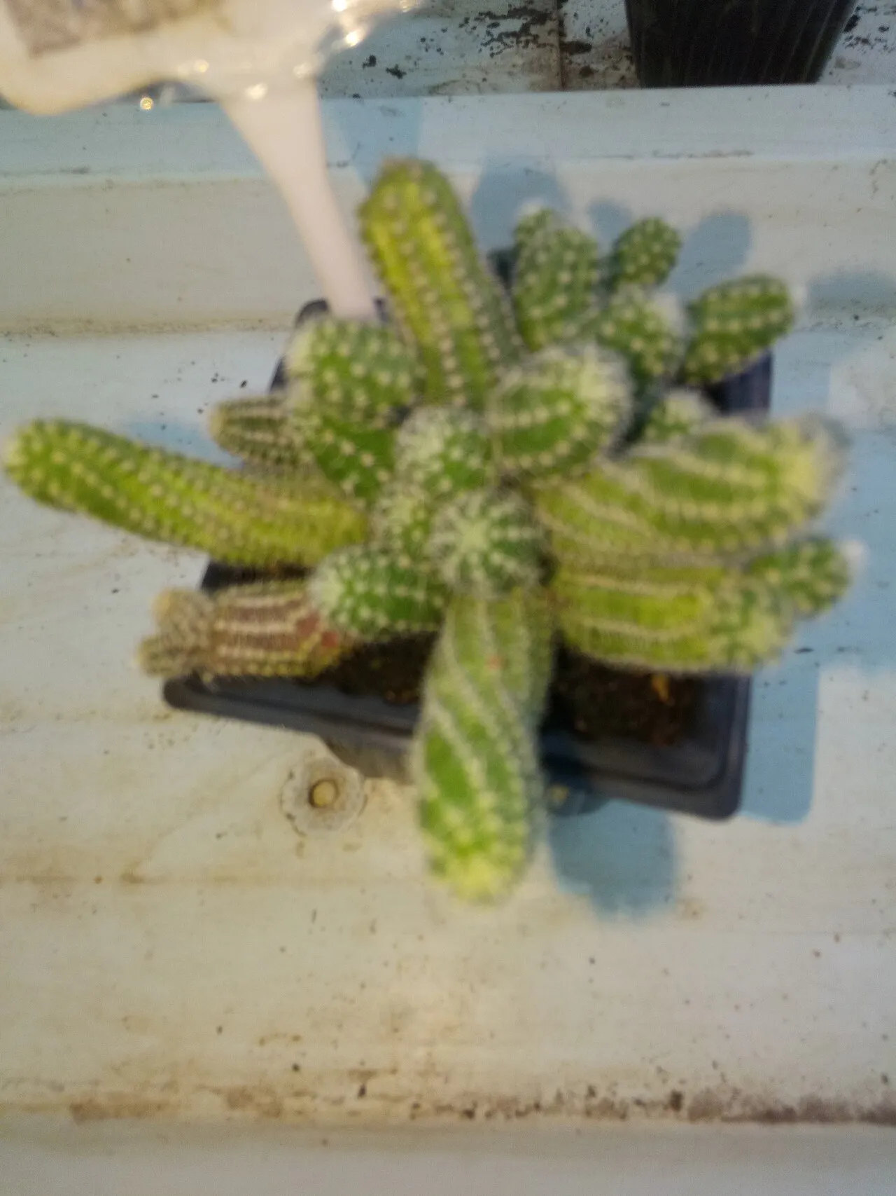 Radiating cluster of short ribbed stems.