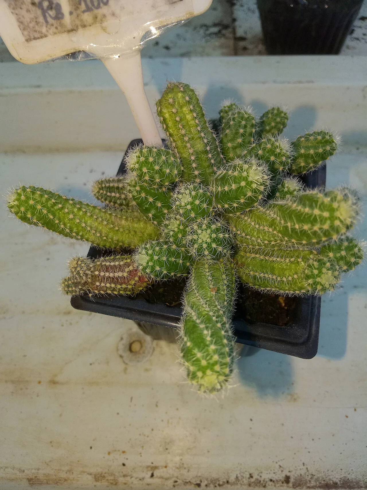 Overhead view of the branching clump.