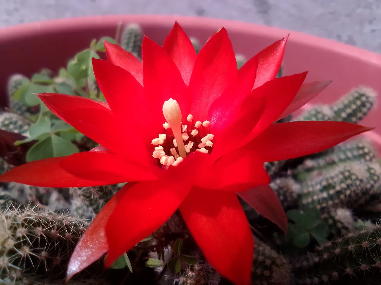 Broad red petals around pale stamens.