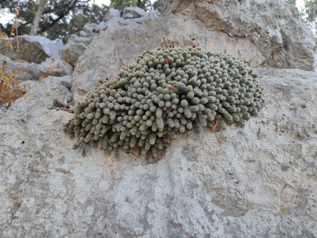 Low cushion against a rocky surface.