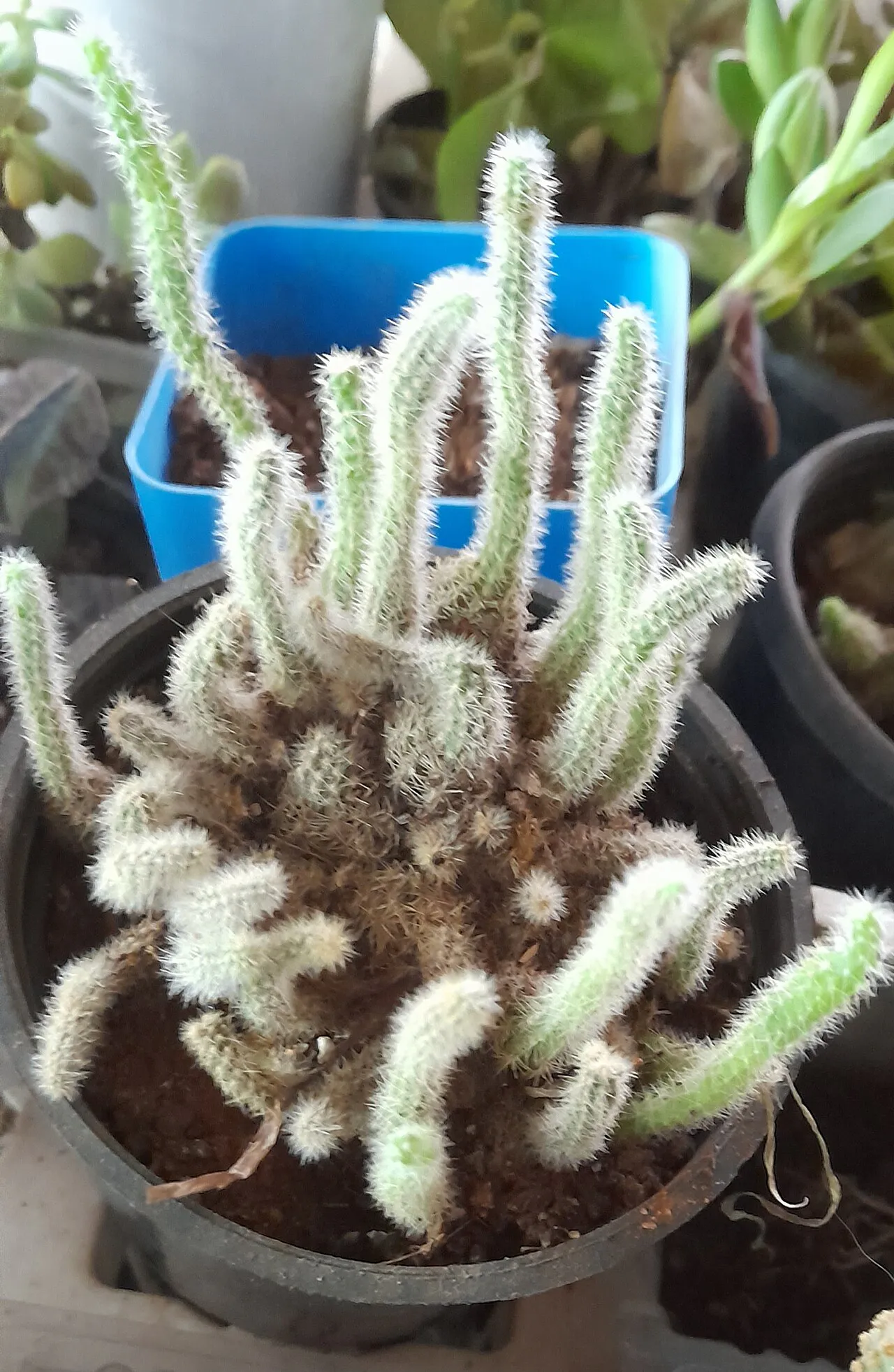 Short furry stems branching in a pot.