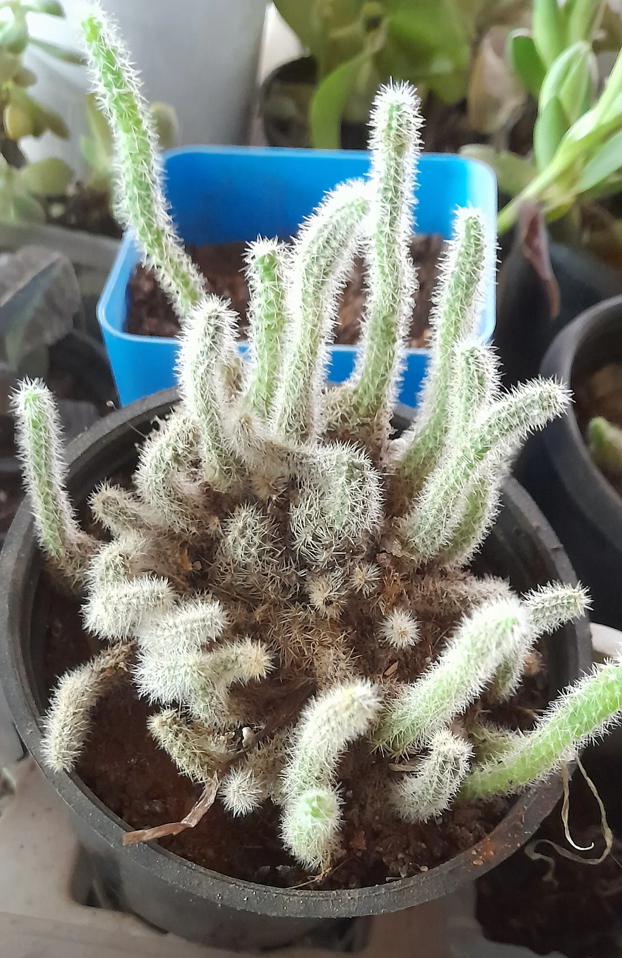 Cluster of upright and curving hairy stems.