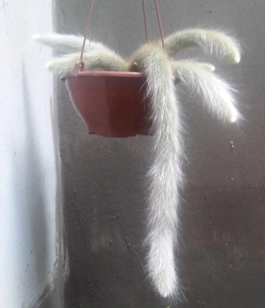 Long white-haired stems trailing from a pot.