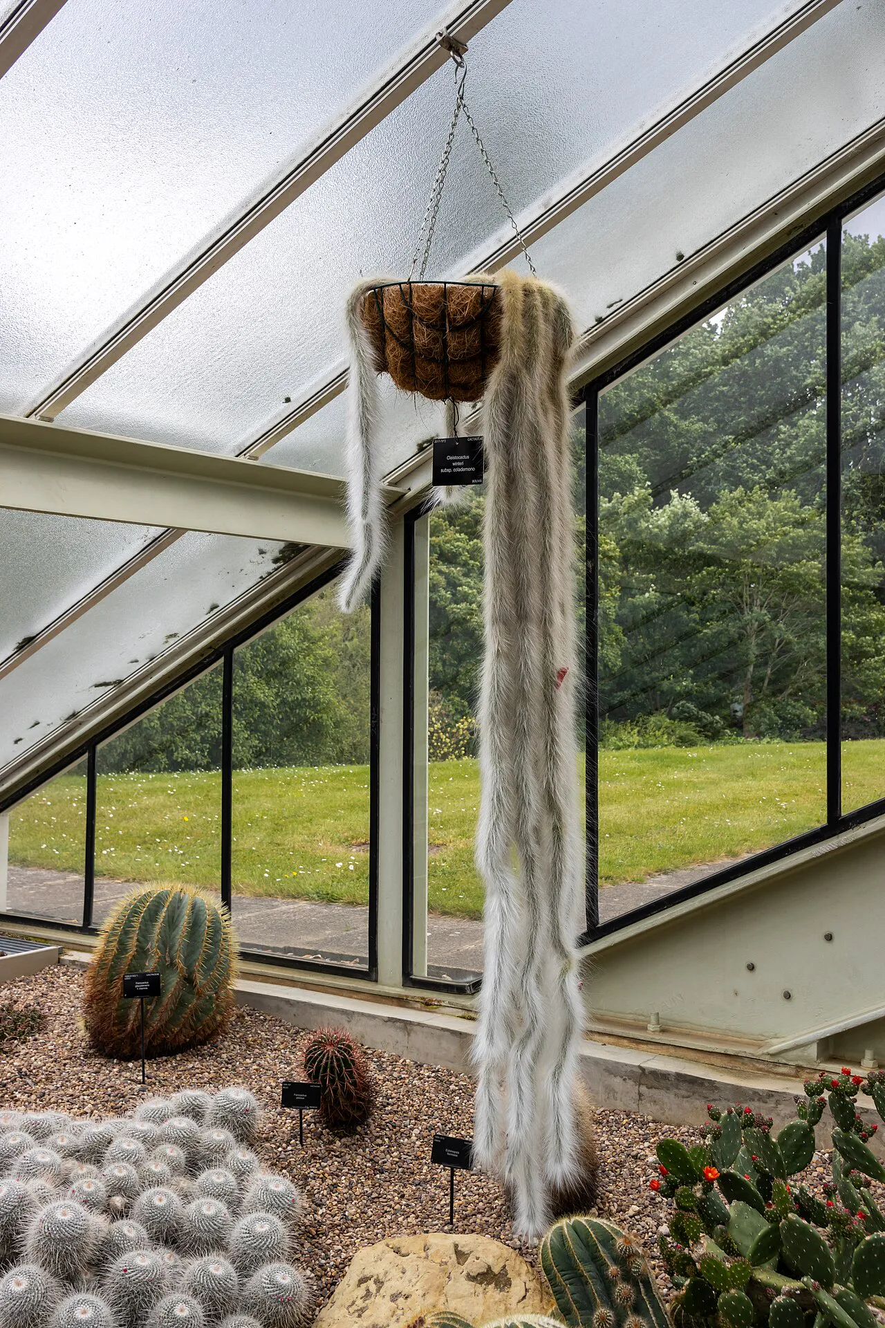Very long pendant stems in a greenhouse.