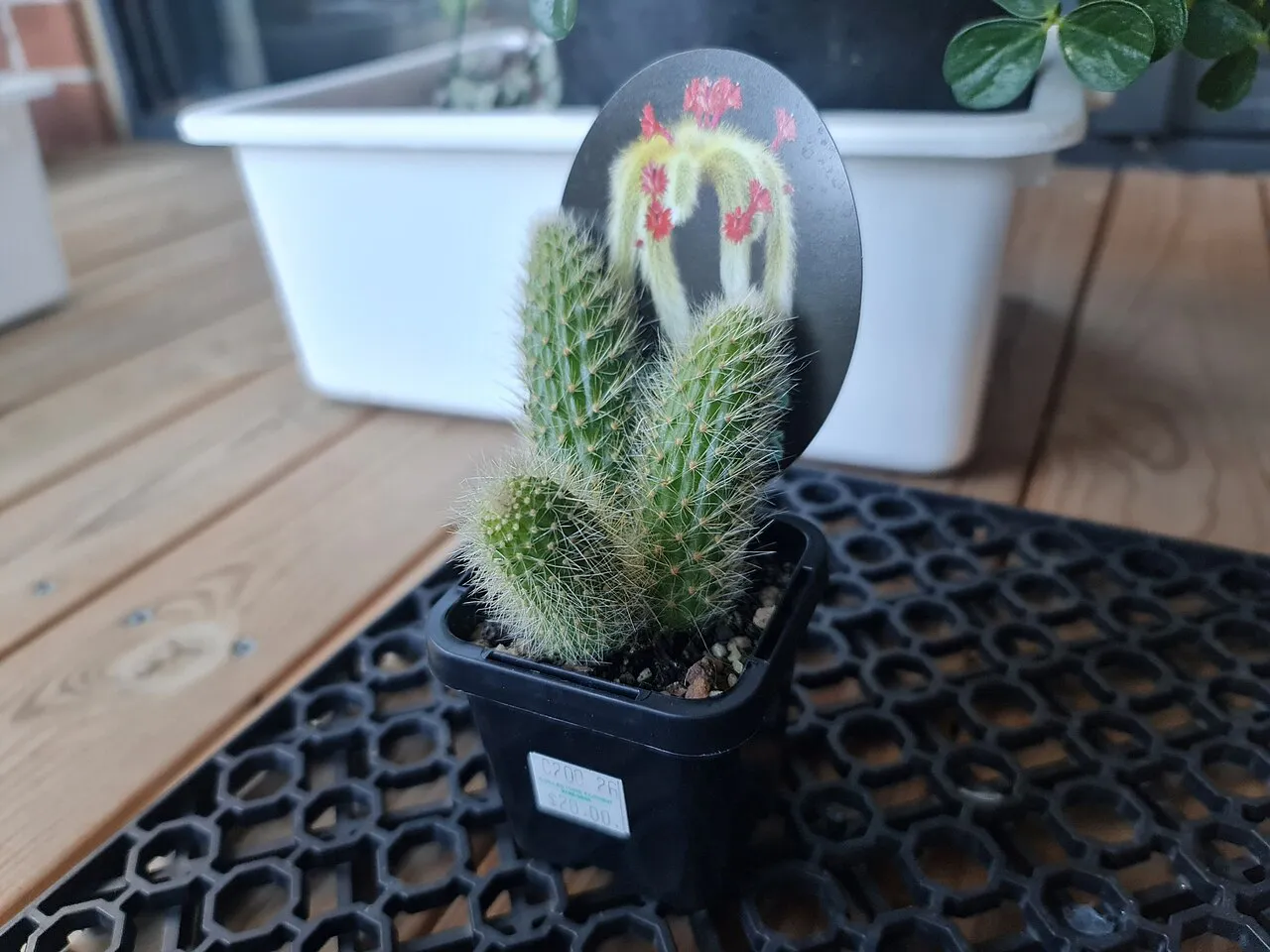 Short upright stems in a nursery pot.