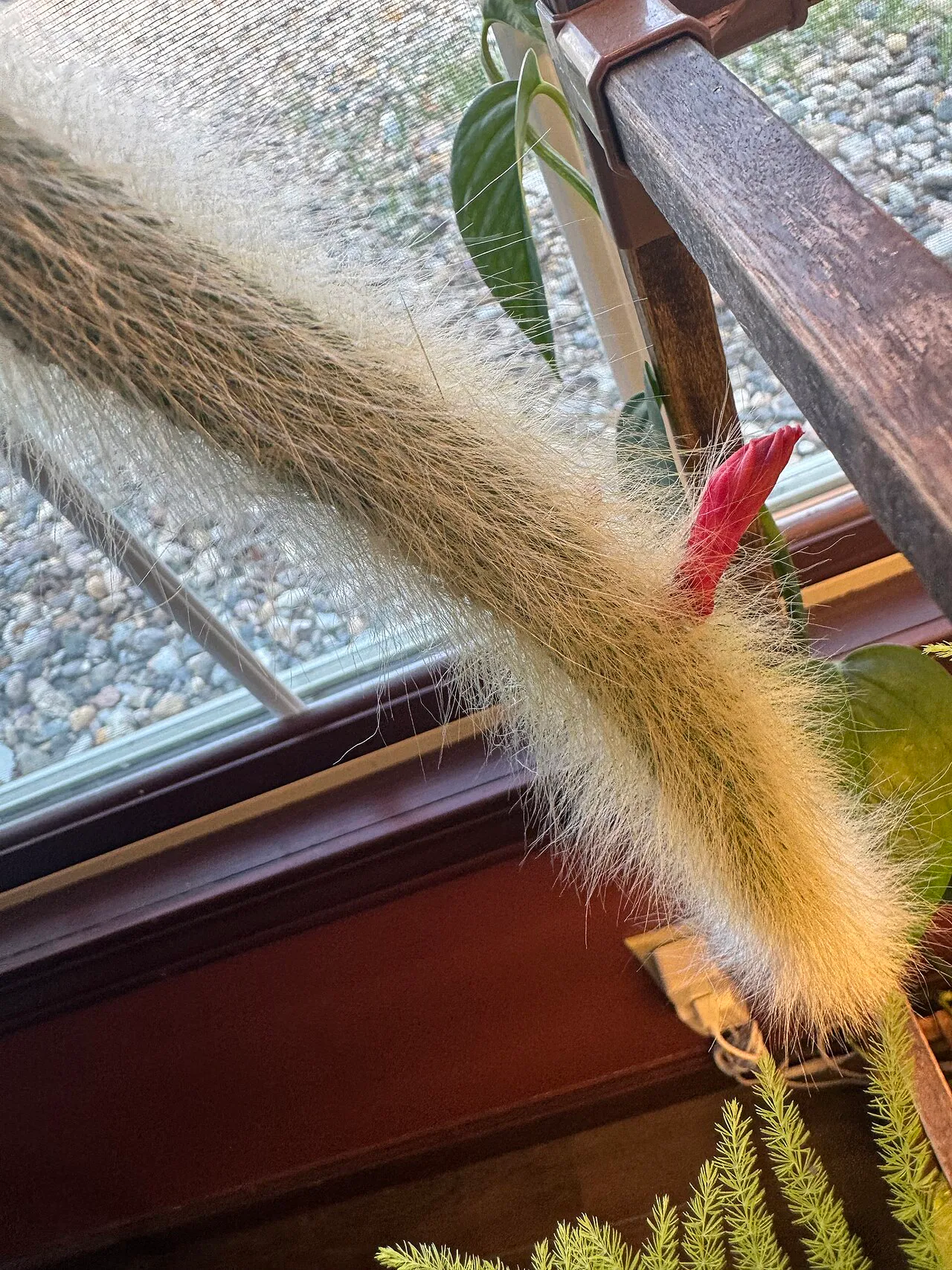Red flower beside a long hairy stem.