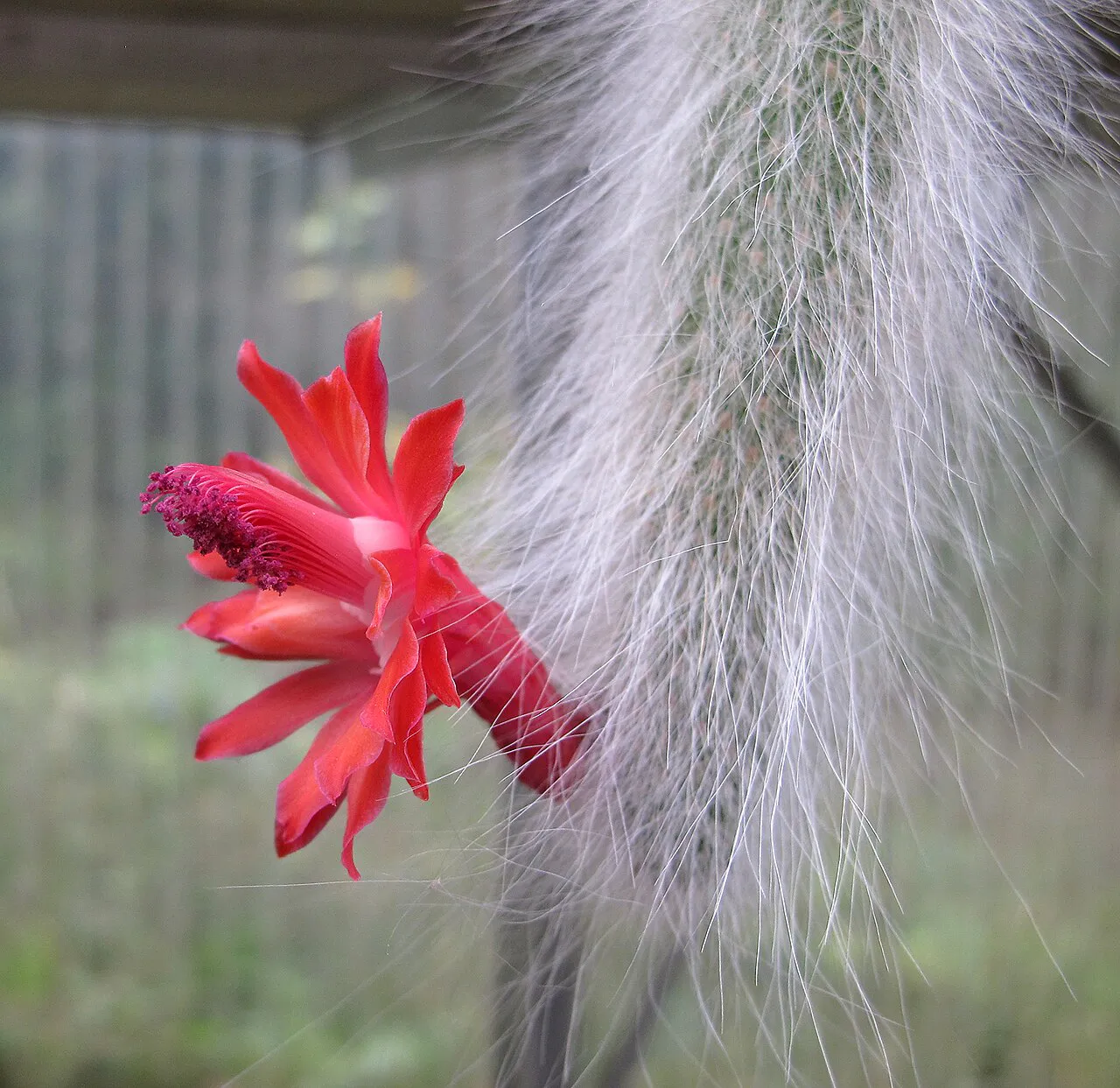 Open red flower against dense white hairs.