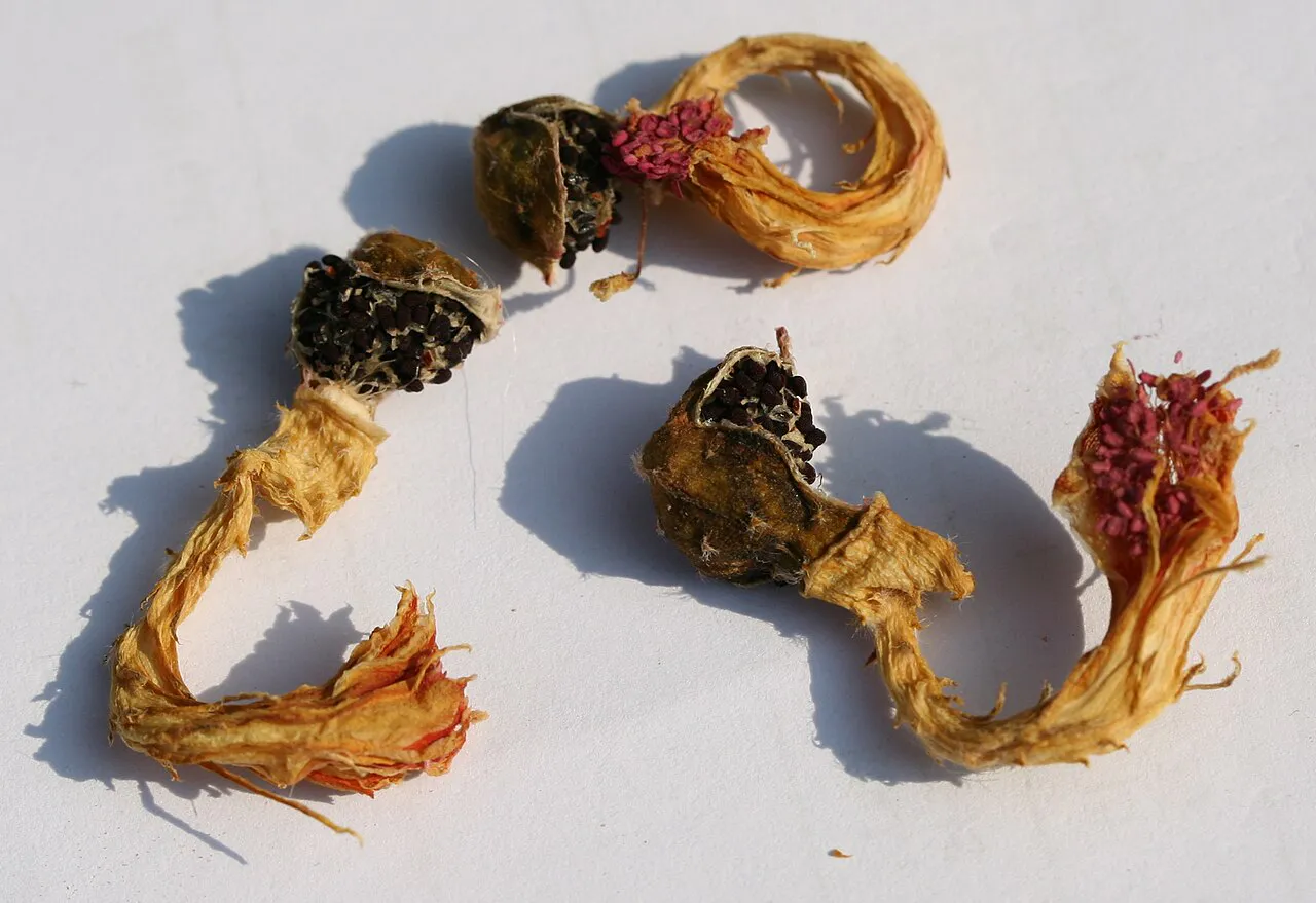 Dried opened fruit and flower remains.