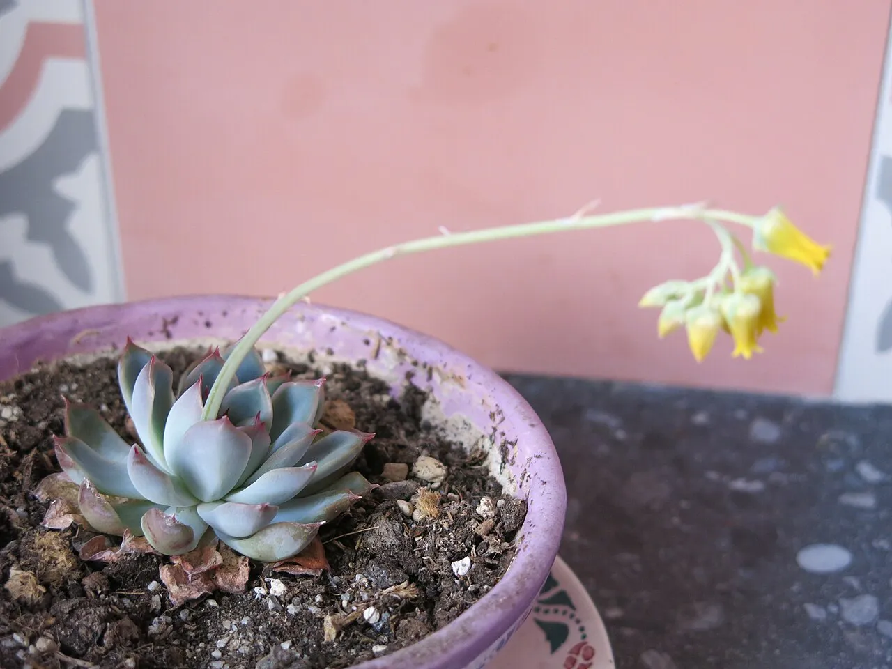 Long flowering stem extending from a potted rosette.