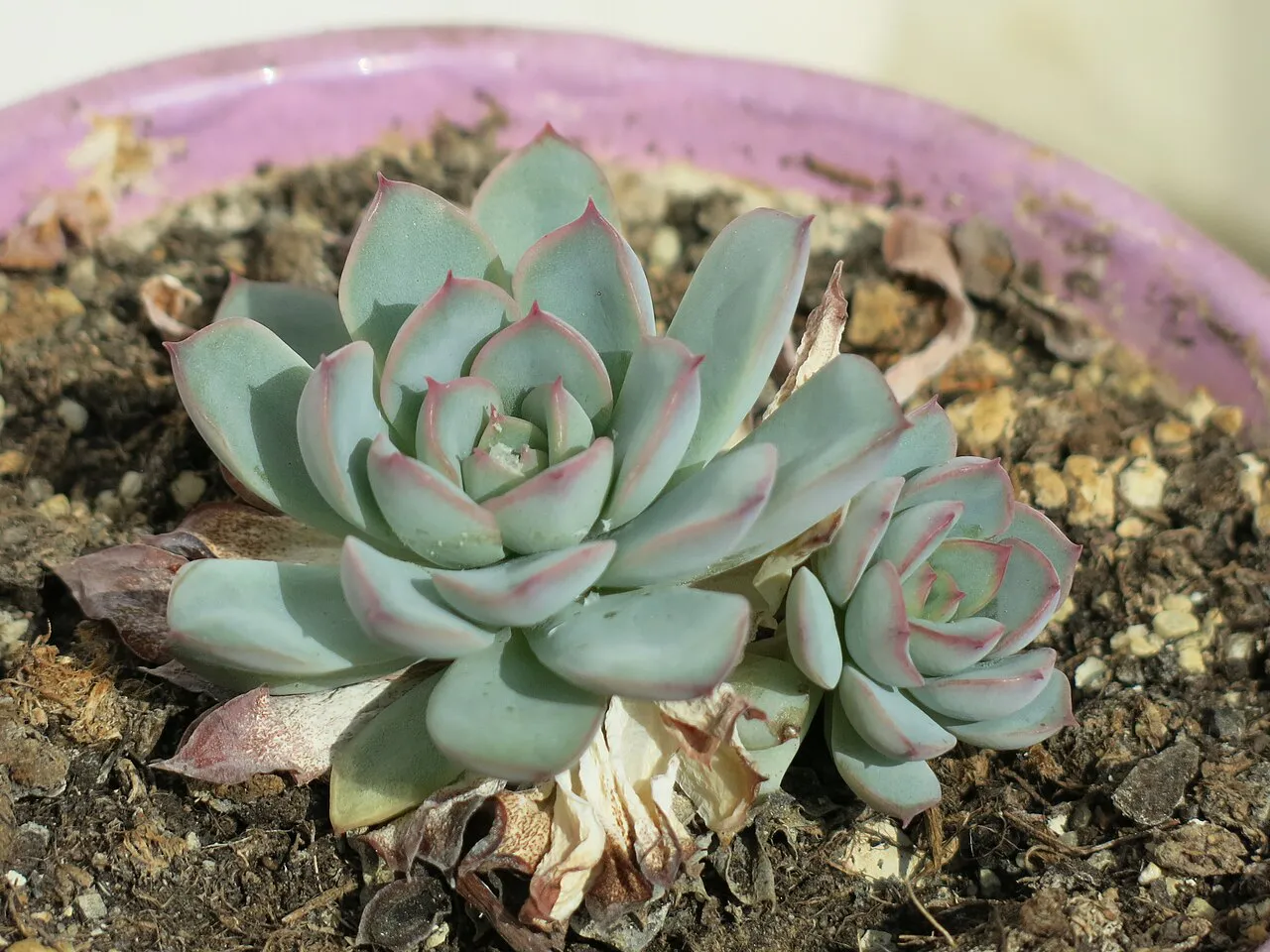 Main rosette with smaller offsets.