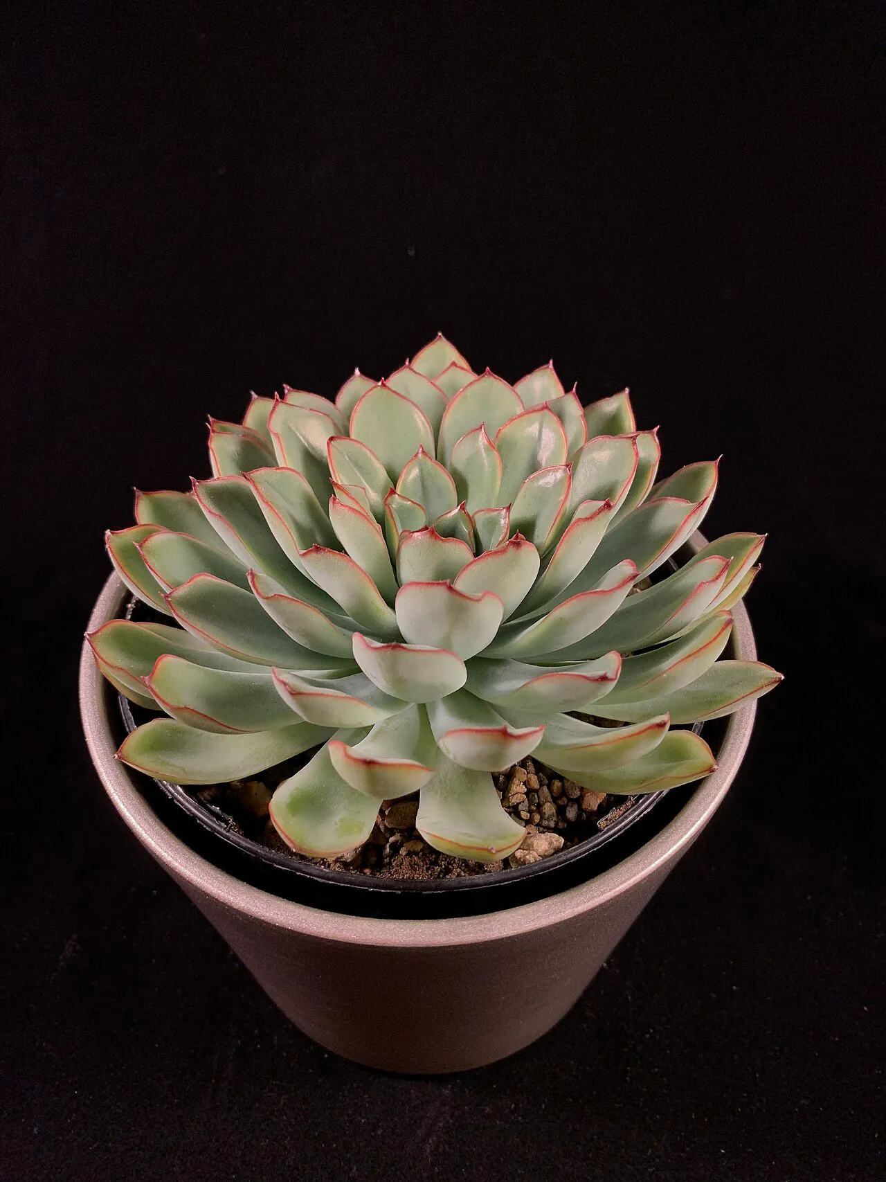 Compact potted rosette with pink-tinged tips.
