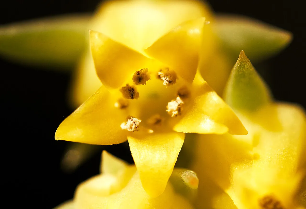 Close view of a yellow flower.