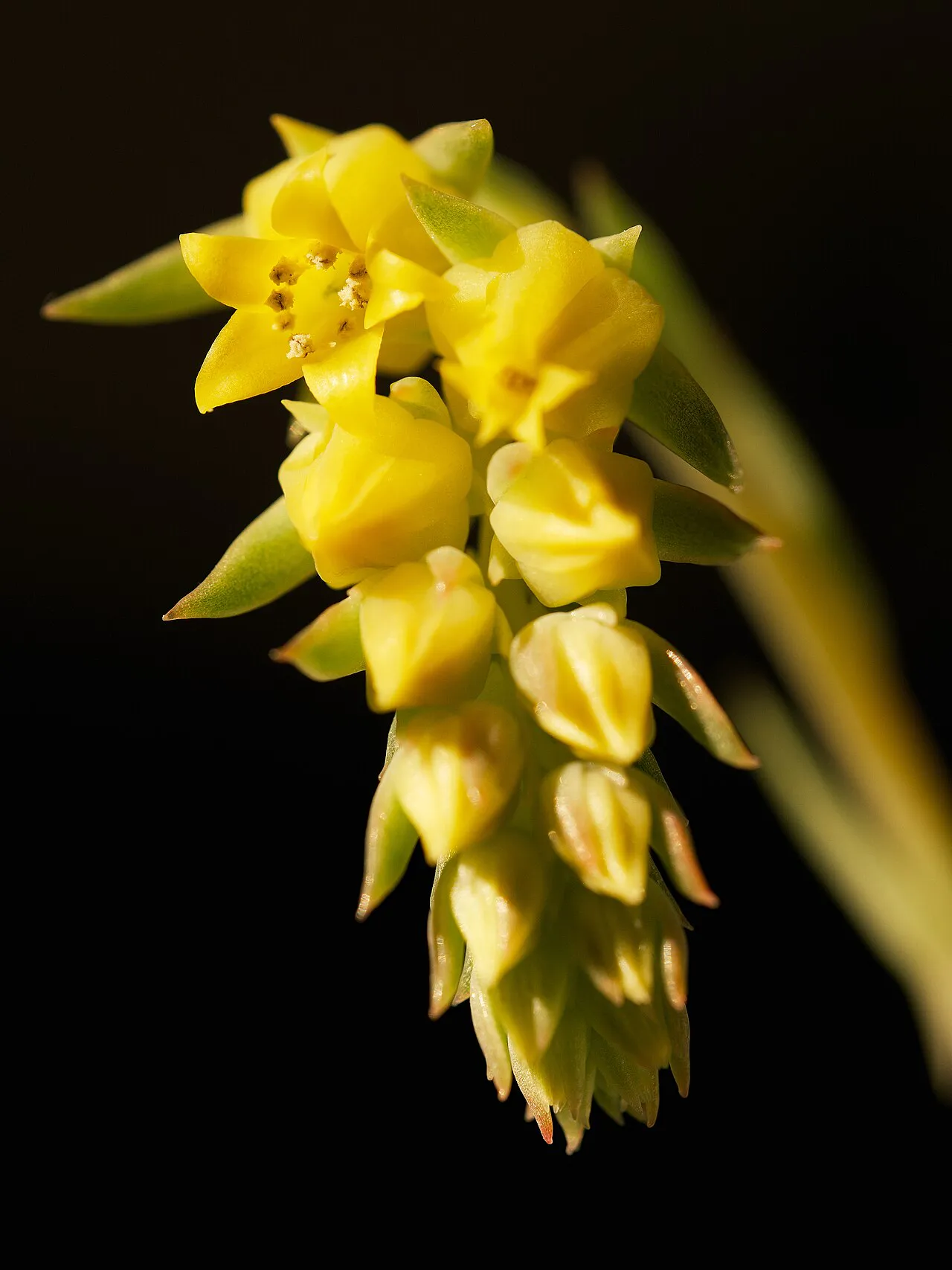 Yellow flowers and buds along a drooping cluster.