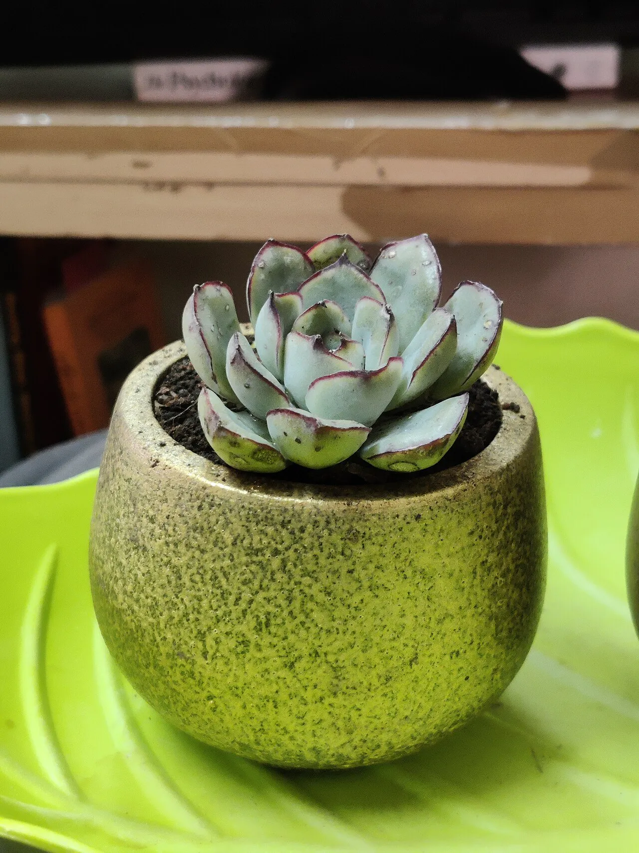 Small blue-green rosette in a decorative pot.