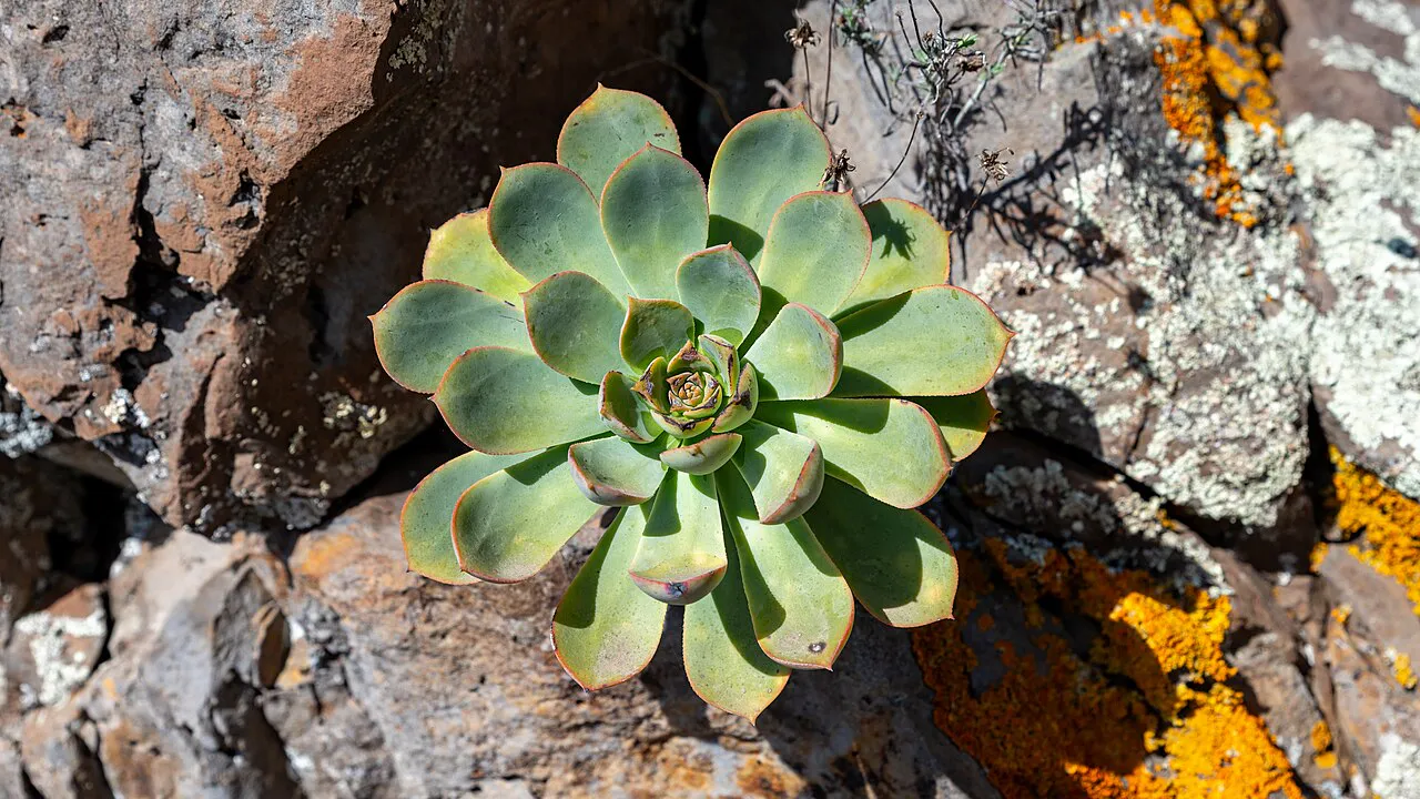 Low green rosette between textured rocks.