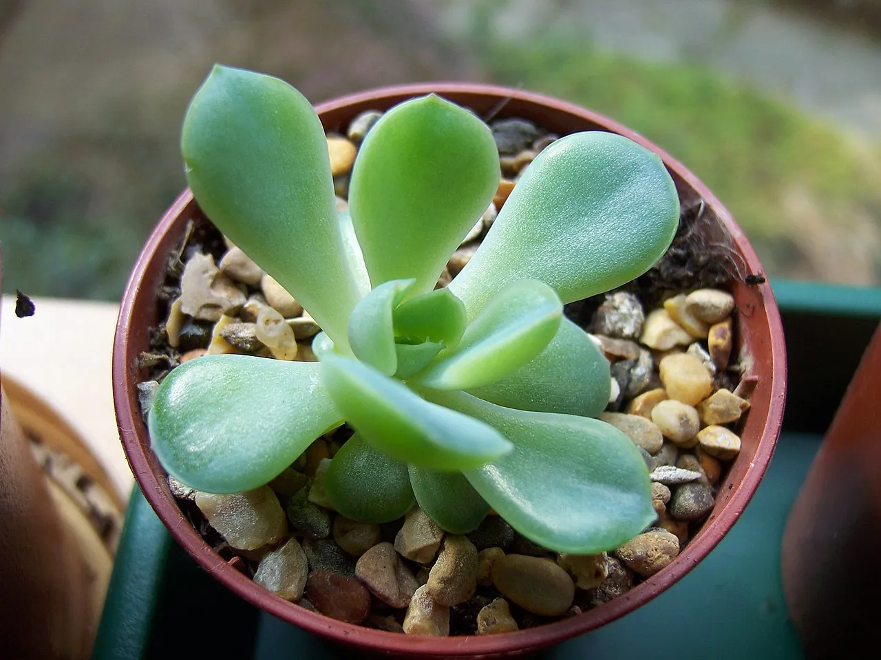 Open rosette of thick rounded leaves.