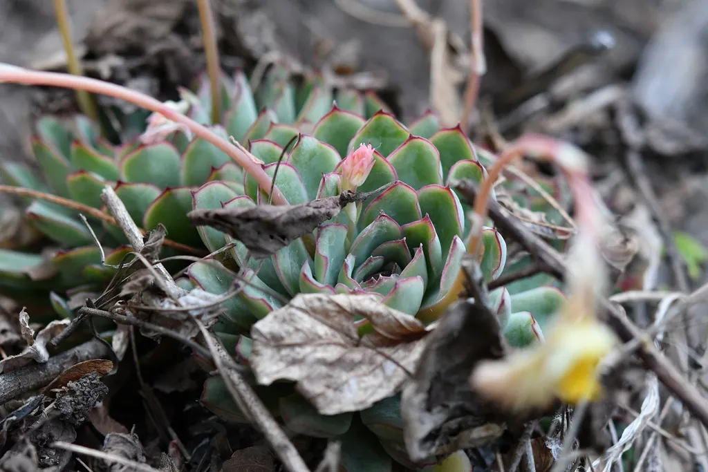 Small rosettes with arching flowering stems.