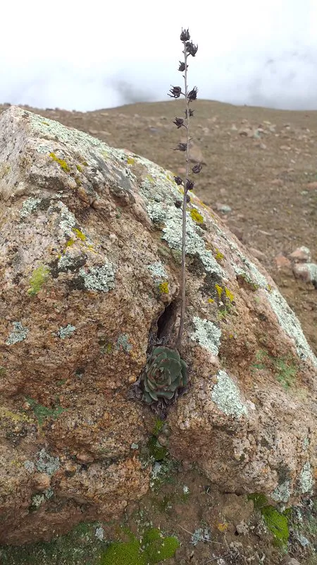 Small plant and tall stalk on a rock face.